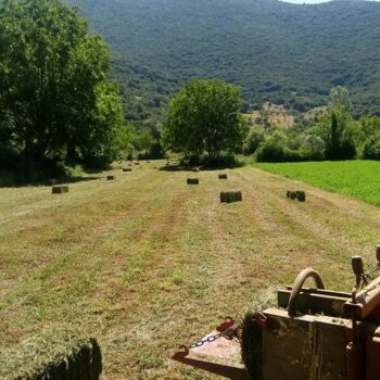 | ομαδεσ παραγωγων