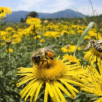 | Bees 1