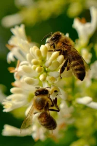 AgroPublic | Δίπλα στον αγρότη, καθημερινά αγροτικά νέα, γεωπονικές δημοσιεύσεις | MELISSA 2