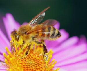 | bee 1