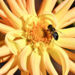 | bee 2