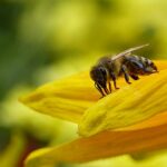 | bee 3