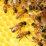 | bee 4