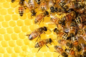 | bee 4