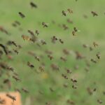 | bee11
