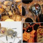 | varrroa.jpg2