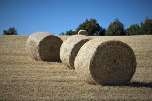 AgroPublic | Δίπλα στον αγρότη, καθημερινά αγροτικά νέα, γεωπονικές δημοσιεύσεις | σιταρι