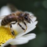 | bee 1
