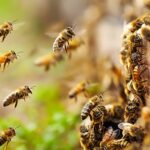 | bee secret