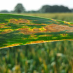 | septoria 1
