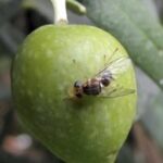 | dakos elia 3