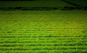 AgroPublic | Δίπλα στον αγρότη, καθημερινά αγροτικά νέα, γεωπονικές δημοσιεύσεις | ΧΩΡΑΦΙ