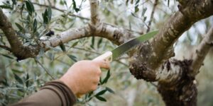 AgroPublic | Δίπλα στον αγρότη, καθημερινά αγροτικά νέα, γεωπονικές δημοσιεύσεις | 1793b77e8cc214ab53e8b6ee5ded7d34 S 1