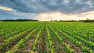 AgroPublic | Δίπλα στον αγρότη, καθημερινά αγροτικά νέα, γεωπονικές δημοσιεύσεις | 8b30e24f4256d3566febeb1c34c47bd1 M cv1yvJ