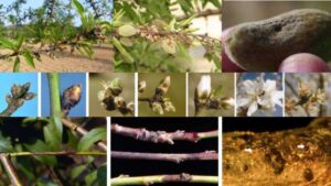 AgroPublic | Δίπλα στον αγρότη, καθημερινά αγροτικά νέα, γεωπονικές δημοσιεύσεις | f26d44e3db8cdf787e11aa255cba344e M VM872s