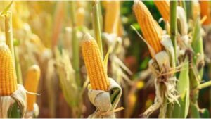 AgroPublic | Δίπλα στον αγρότη, καθημερινά αγροτικά νέα, γεωπονικές δημοσιεύσεις | 0af3d474caad40fcda2d02188cdce99d M SHFBG3