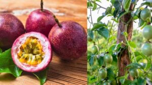 AgroPublic | Δίπλα στον αγρότη, καθημερινά αγροτικά νέα, γεωπονικές δημοσιεύσεις | 6e7e92cd4dbed138dea04230caea1f80 M d3nS6D