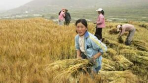 AgroPublic | Δίπλα στον αγρότη, καθημερινά αγροτικά νέα, γεωπονικές δημοσιεύσεις | 7b5ec195edf683a4db56ceca9c5b218e M UMsOJS