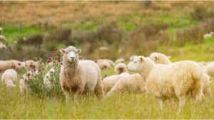 AgroPublic | Δίπλα στον αγρότη, καθημερινά αγροτικά νέα, γεωπονικές δημοσιεύσεις | 8d02309134b80680751ede598d5157f9 M BGe1fd