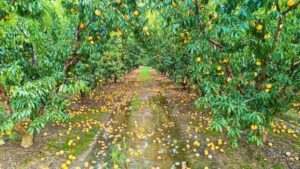 AgroPublic | Δίπλα στον αγρότη, καθημερινά αγροτικά νέα, γεωπονικές δημοσιεύσεις | d3ea6530c900343fa600d2afc3463e30 M YnBc8j