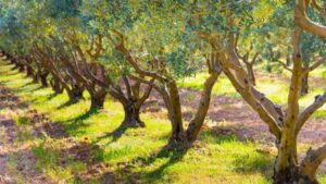 AgroPublic | Δίπλα στον αγρότη, καθημερινά αγροτικά νέα, γεωπονικές δημοσιεύσεις | f604f30edb4566e9474e896901f52be9 M Vbwxn2