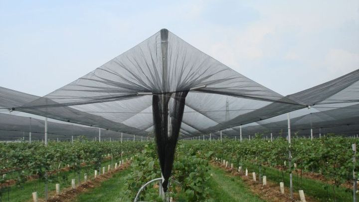AgroPublic | Δίπλα στον αγρότη, καθημερινά αγροτικά νέα, γεωπονικές δημοσιεύσεις | 720 dd