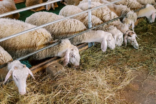 AgroPublic | Δίπλα στον αγρότη, καθημερινά αγροτικά νέα, γεωπονικές δημοσιεύσεις, κτηνοτροφία, ελαιοκομία, αμπελουργία | provata 1