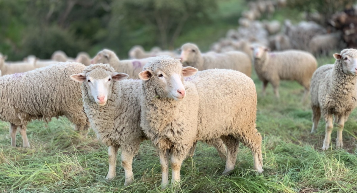 AgroPublic | Δίπλα στον αγρότη, καθημερινά αγροτικά νέα, γεωπονικές δημοσιεύσεις | provata 3