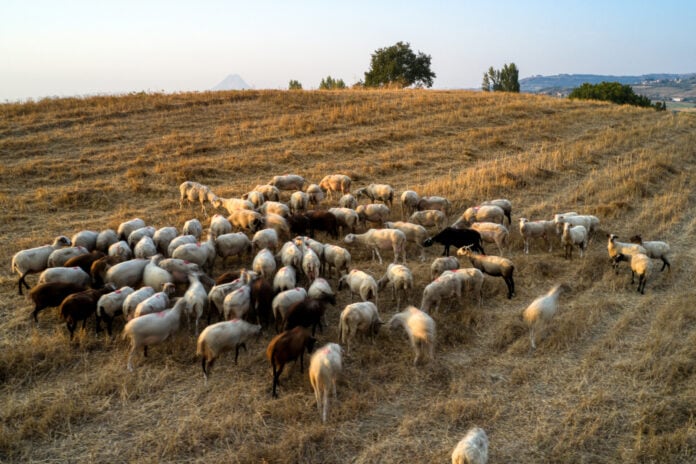AgroPublic | Δίπλα στον αγρότη, καθημερινά αγροτικά νέα, γεωπονικές δημοσιεύσεις | αιγοπροβατα