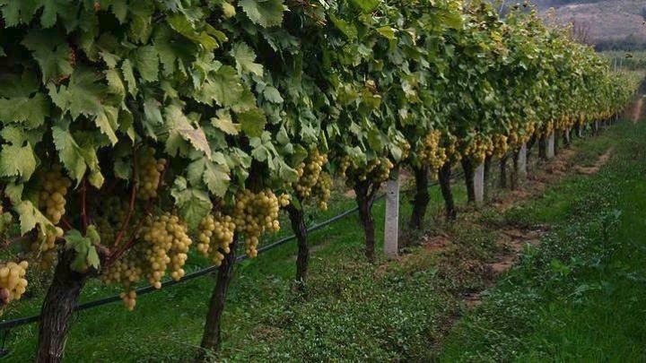 AgroPublic | Δίπλα στον αγρότη, καθημερινά αγροτικά νέα, γεωπονικές δημοσιεύσεις | αμπελια