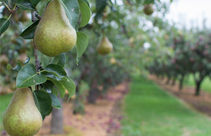 AgroPublic | Δίπλα στον αγρότη, καθημερινά αγροτικά νέα, γεωπονικές δημοσιεύσεις | αχλαδι