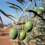 Φυτοπροστασία Ελιάς το φθινόπωρο