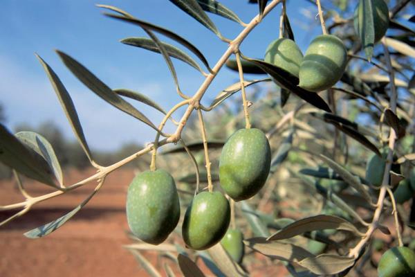 AgroPublic | Δίπλα στον αγρότη, καθημερινά αγροτικά νέα, γεωπονικές δημοσιεύσεις | ελια