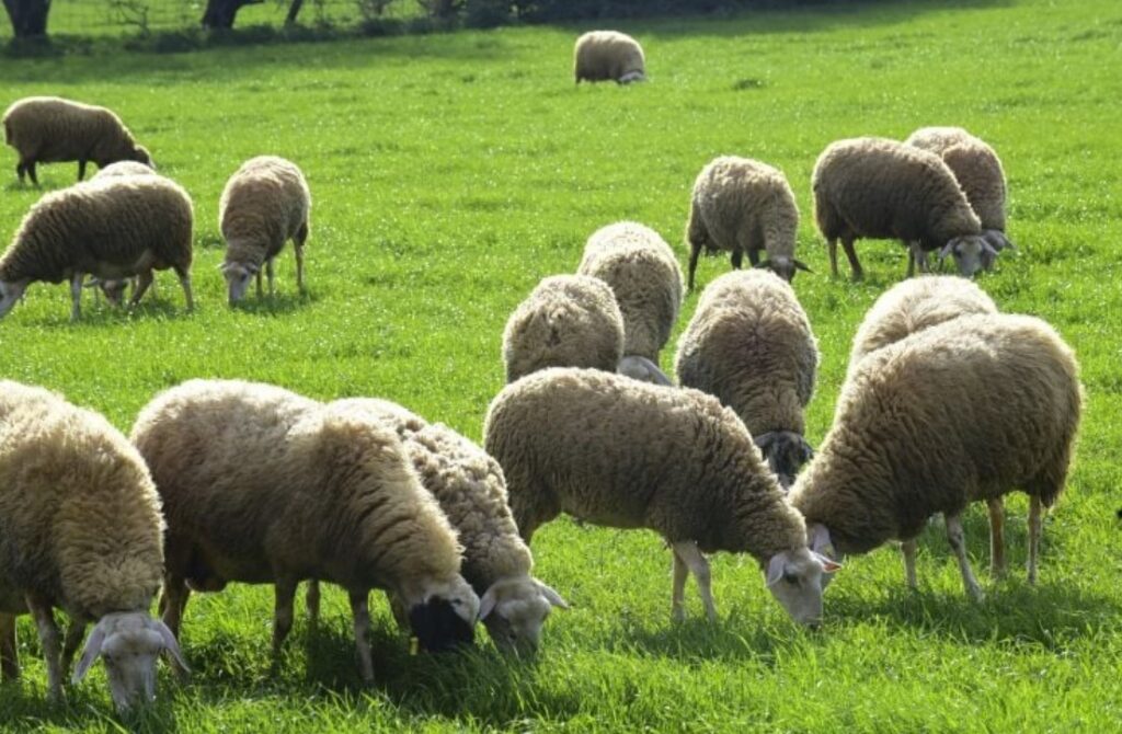 AgroPublic | Δίπλα στον αγρότη, καθημερινά αγροτικά νέα, γεωπονικές δημοσιεύσεις | προβατα