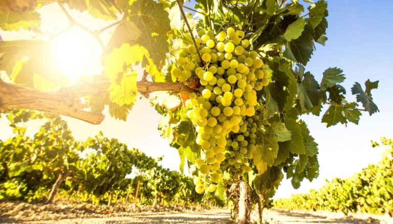 Hλεκτρονικά έως 15 Δεκεμβρίου η υποβολή δηλώσεων συγκομιδής αμπελοοινικών προϊόντων 2025-2026