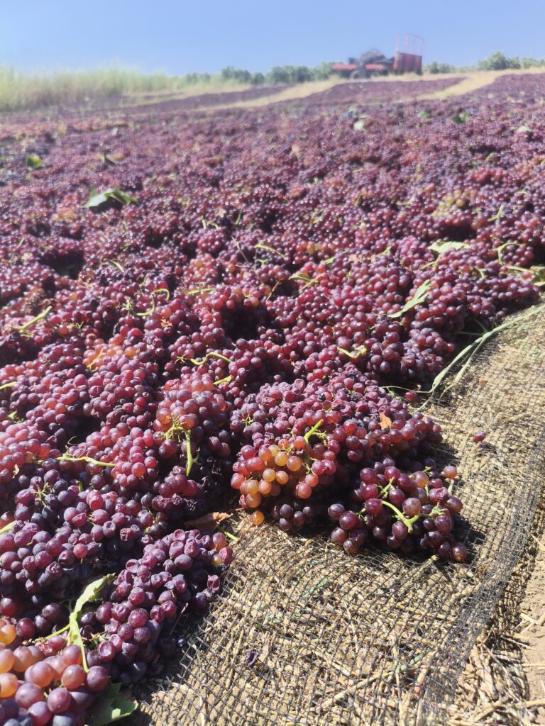 AgroPublic | Δίπλα στον αγρότη, καθημερινά αγροτικά νέα, γεωπονικές δημοσιεύσεις, κτηνοτροφία, ελαιοκομία, αμπελουργία | IMG 20250813 114432