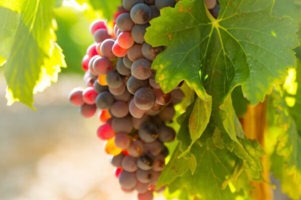 AgroPublic | Δίπλα στον αγρότη, καθημερινά αγροτικά νέα, γεωπονικές δημοσιεύσεις, κτηνοτροφία, ελαιοκομία, αμπελουργία | ampelia 2
