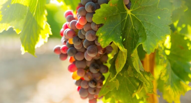 Γεωργικές προειδοποιήσεις για το Αμπέλι