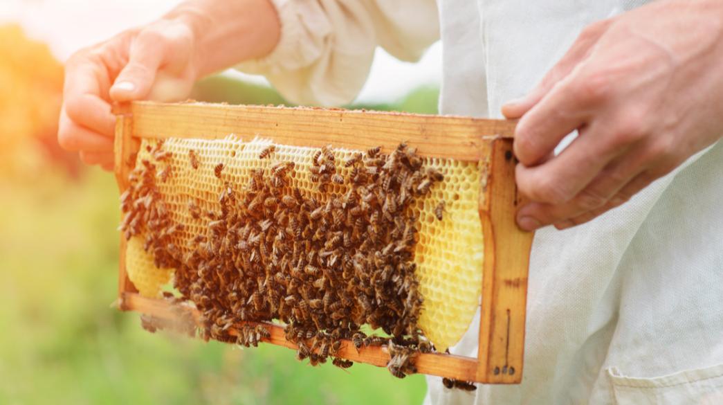 AgroPublic | Δίπλα στον αγρότη, καθημερινά αγροτικά νέα, γεωπονικές δημοσιεύσεις, κτηνοτροφία, ελαιοκομία, αμπελουργία | businessdaily melissokomia