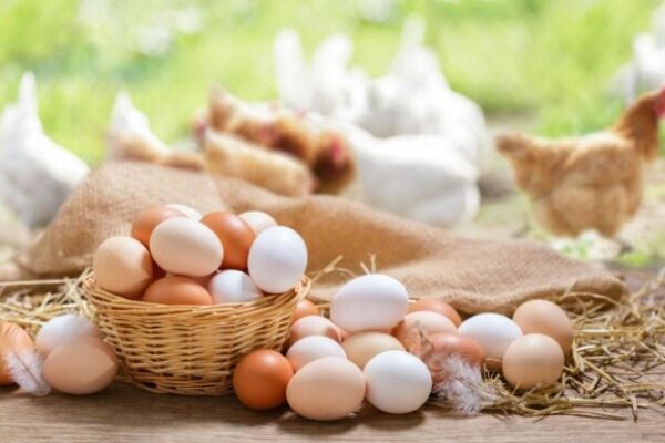 AgroPublic | Δίπλα στον αγρότη, καθημερινά αγροτικά νέα, γεωπονικές δημοσιεύσεις, κτηνοτροφία, ελαιοκομία, αμπελουργία | chicken eggs 696x415 1