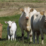 AgroPublic | Δίπλα στον αγρότη, καθημερινά αγροτικά νέα, γεωπονικές δημοσιεύσεις, κτηνοτροφία, ελαιοκομία, αμπελουργία | ektrofi voidon vootrofia2