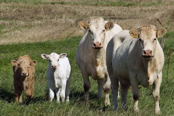 AgroPublic | Δίπλα στον αγρότη, καθημερινά αγροτικά νέα, γεωπονικές δημοσιεύσεις, κτηνοτροφία, ελαιοκομία, αμπελουργία | ektrofi voidon vootrofia2