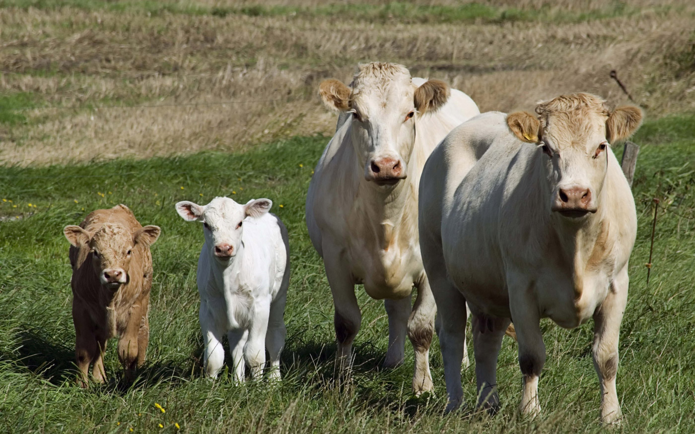 AgroPublic | Δίπλα στον αγρότη, καθημερινά αγροτικά νέα, γεωπονικές δημοσιεύσεις, κτηνοτροφία, ελαιοκομία, αμπελουργία | ektrofi voidon vootrofia2