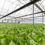 AgroPublic | Δίπλα στον αγρότη, καθημερινά αγροτικά νέα, γεωπονικές δημοσιεύσεις, κτηνοτροφία, ελαιοκομία, αμπελουργία | greenhouses