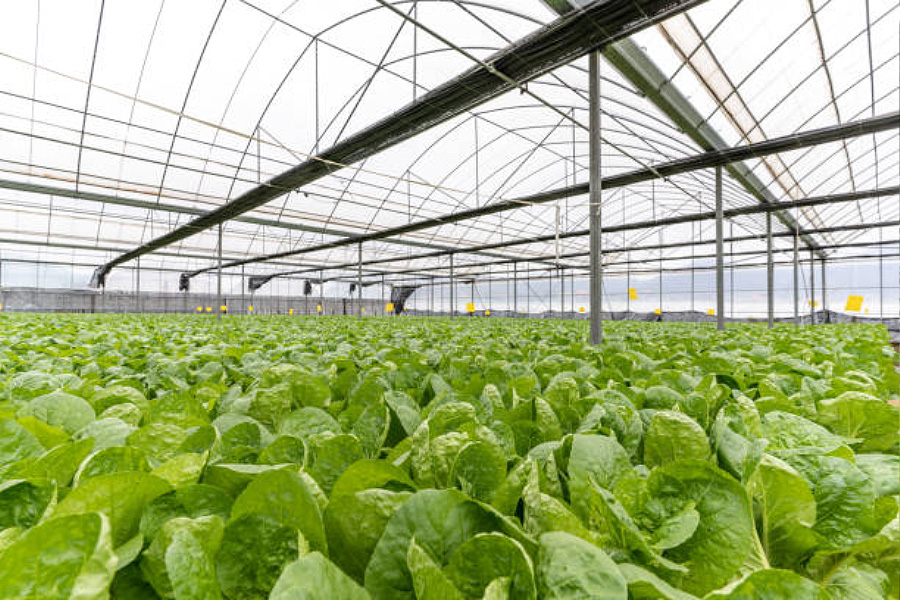 AgroPublic | Δίπλα στον αγρότη, καθημερινά αγροτικά νέα, γεωπονικές δημοσιεύσεις, κτηνοτροφία, ελαιοκομία, αμπελουργία | greenhouses
