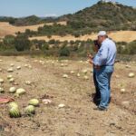 AgroPublic | Δίπλα στον αγρότη, καθημερινά αγροτικά νέα, γεωπονικές δημοσιεύσεις, κτηνοτροφία, ελαιοκομία, αμπελουργία | karpouzia hlida 768x346 1