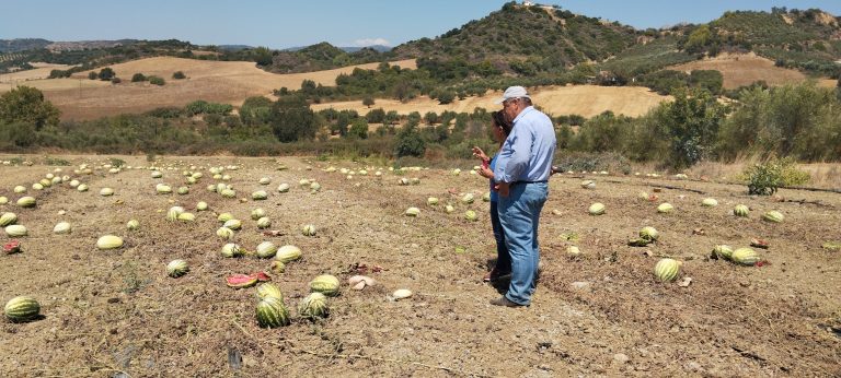 AgroPublic | Δίπλα στον αγρότη, καθημερινά αγροτικά νέα, γεωπονικές δημοσιεύσεις, κτηνοτροφία, ελαιοκομία, αμπελουργία | karpouzia hlida 768x346 1