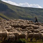 AgroPublic | Δίπλα στον αγρότη, καθημερινά αγροτικά νέα, γεωπονικές δημοσιεύσεις, κτηνοτροφία, ελαιοκομία, αμπελουργία | ktinotrofoi 0
