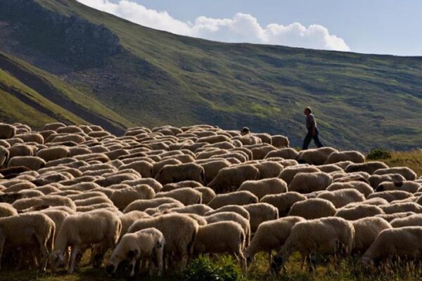 AgroPublic | Δίπλα στον αγρότη, καθημερινά αγροτικά νέα, γεωπονικές δημοσιεύσεις, κτηνοτροφία, ελαιοκομία, αμπελουργία | ktinotrofoi 0
