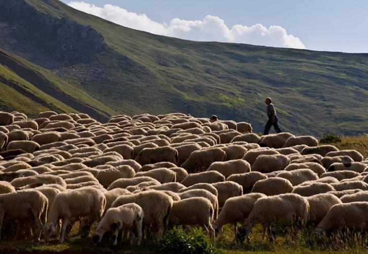 AgroPublic | Δίπλα στον αγρότη, καθημερινά αγροτικά νέα, γεωπονικές δημοσιεύσεις, κτηνοτροφία, ελαιοκομία, αμπελουργία | ktinotrofoi 0